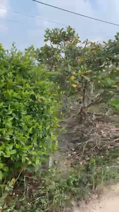 Đất 2 mặt tiền xã Ea Kly, Krông Pắc, Đắk Lắk 9755m² giá 1.6 tỷ - Cơ hội đầu tư tuyệt vời!