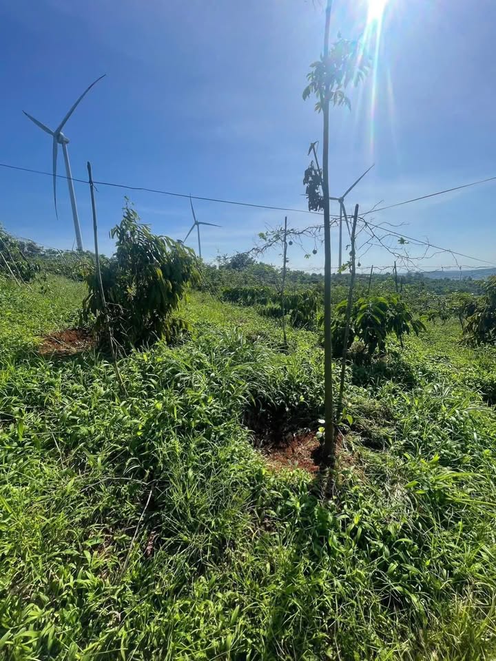 Farm Đắk Lắk 1ha1 giá 2.4 tỷ - Đầu tư sinh lời với cây trồng xanh tốt!