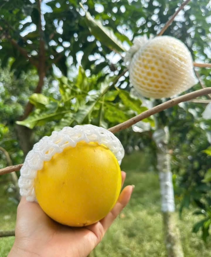 Đất nền Mê Linh - Lâm Hà 591m² giá 2.3 tỷ - Đầu tư lý tưởng