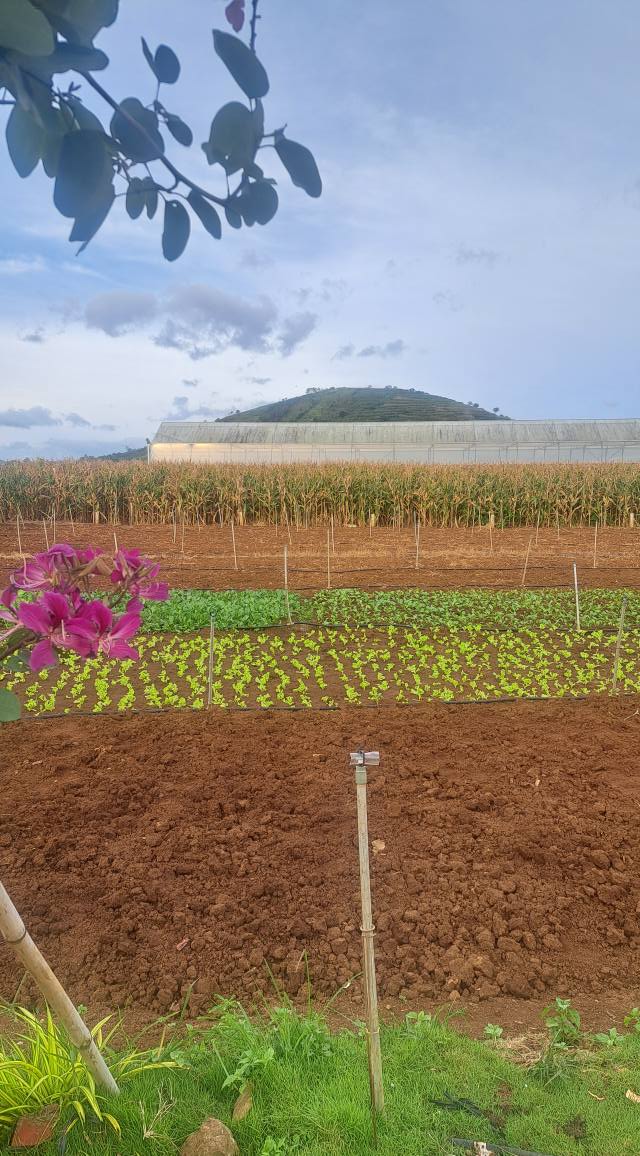 Đất nền đẹp tại xã Tân Hội, Đức Trọng 115m² giá 750 triệu - Đầu tư tiềm năng