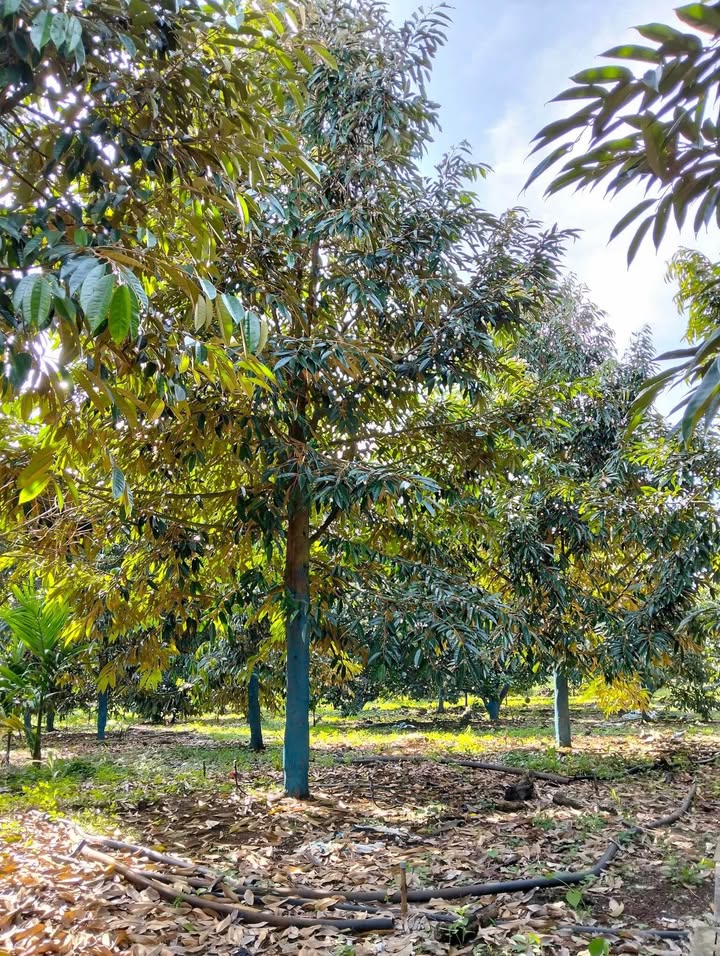 Đất sầu riêng Thái 10.000m² tại Phú Thịnh, Tân Phú - Giá chỉ 5.5 tỷ VND, thương lượng ngay!