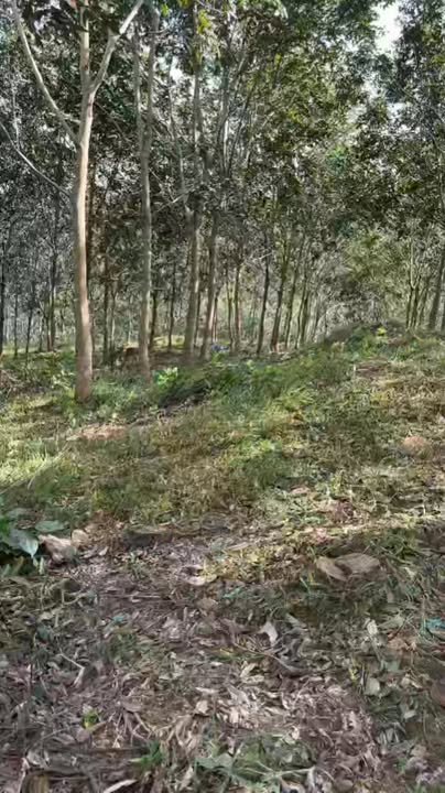 Đất nông nghiệp Thôn 4, xã Đồng Nai, Bình Phước 2,61ha - Giá tốt đầu tư!