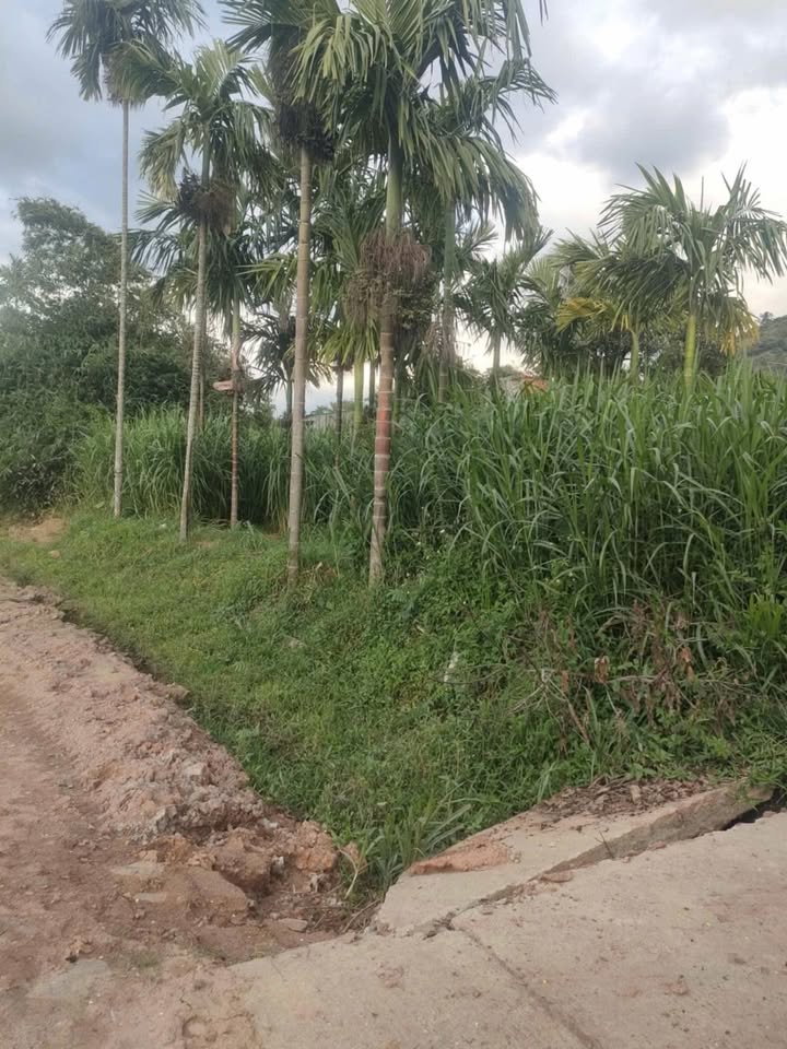 Đất thổ cư 65m² xã Krông Bông, giá 225 triệu - Sổ hồng sẵn, bán gấp!