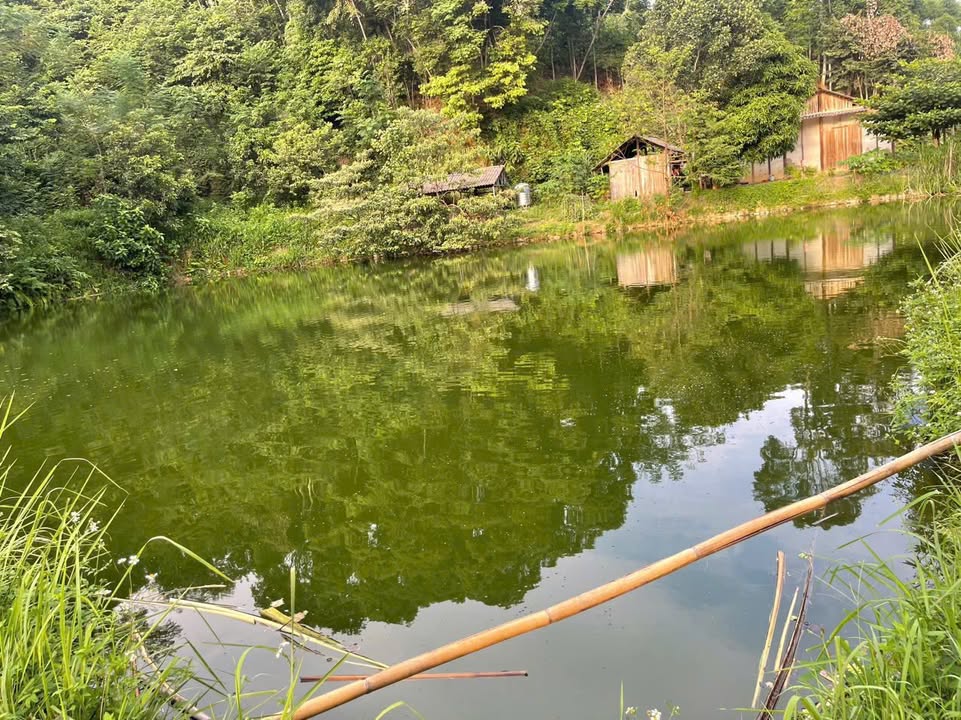 Đất thổ cư 255m² tại Phong Hải, Bảo Thắng, Lào Cai - Giá chỉ 1 tỷ!