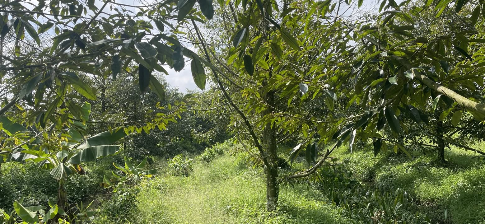 Đất nông nghiệp 3.200m² mặt tiền lộ nhựa 20m - Cơ hội đầu tư hấp dẫn tại Vĩnh Long!