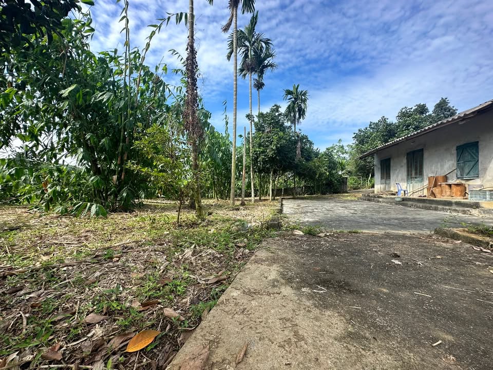 Đất nền xã Chân Mộng, Đoan Hùng 1404m² - Phù hợp nghỉ dưỡng và dân cư!