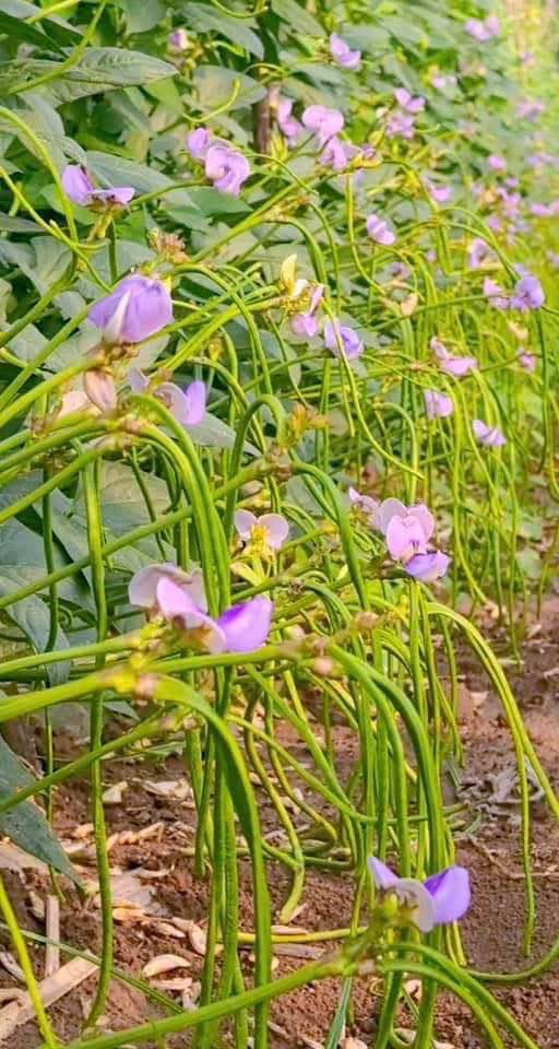 Đất nền Mãn Đức, Tân Lạc, Hòa Bình 250m² giá chỉ 500 triệu - Cơ hội đầu tư không thể bỏ lỡ!