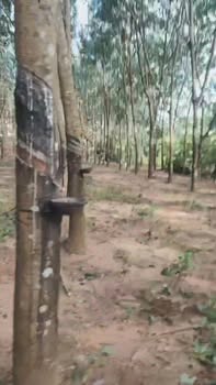 Đất Farm 6 sào tại Ea Khal, Đắk Lắk giá chỉ 700 triệu - Cơ hội đầu tư tuyệt vời!