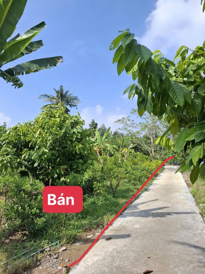 Đất thổ cư Hòa Nghĩa Chợ Lách 850m² giá 430 triệu - Sổ đỏ chính chủ!