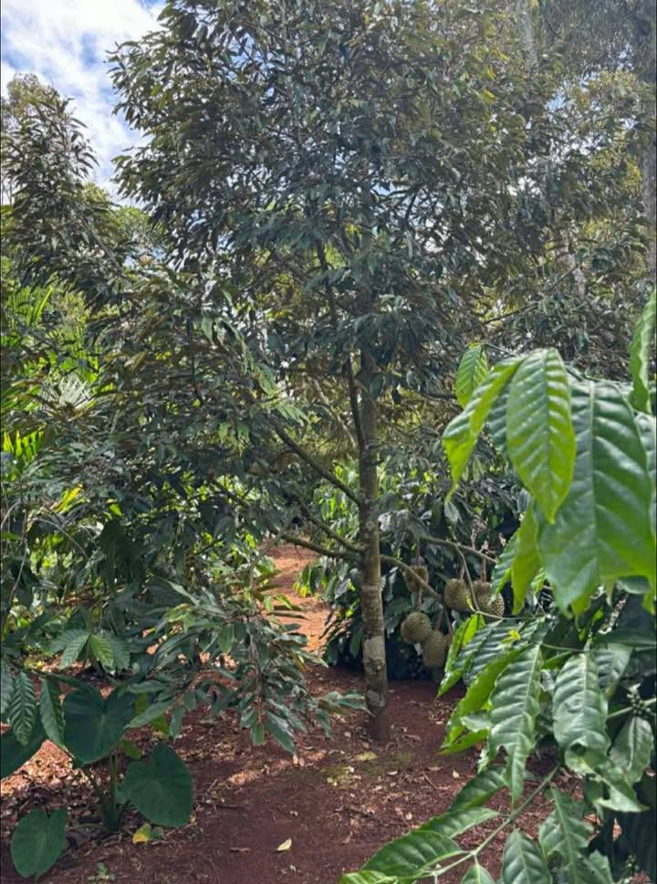 Đất thổ cư 315m² tại đường Cựu Chiến Binh, Đắk Mil - Giá chỉ 990 triệu VND!