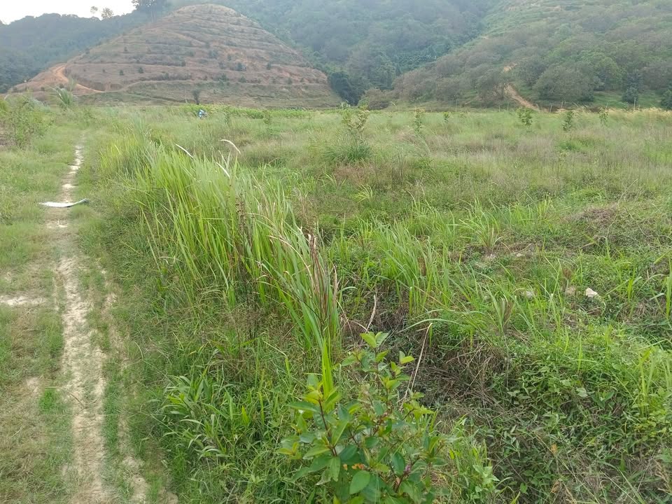 Đất nền Quốc Oai, Đạ Tẻh 8000m² giá 390 triệu - Sổ đỏ chính chủ