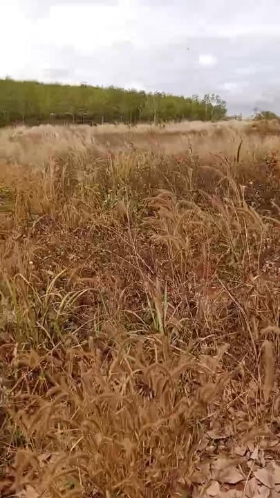 Đất nền Đắk Gằn Đắk Mil 8400m² giá 1.05 tỷ - Cơ hội đầu tư hấp dẫn!