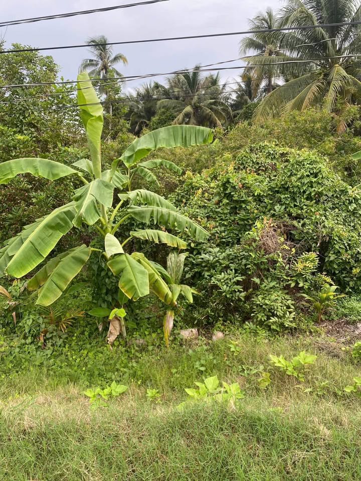 Đất công mặt tiền đường nhựa Tân Phú 2242m² giá 1.5 tỷ - Cơ hội đầu tư hấp dẫn!