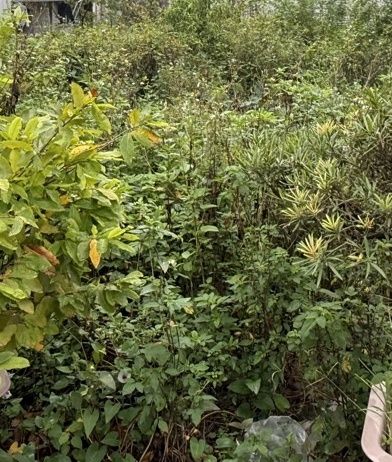 Đất nền mặt ngõ Tân Mai 103m² giá 17 tỷ - Đầu tư sinh lời vượt trội!