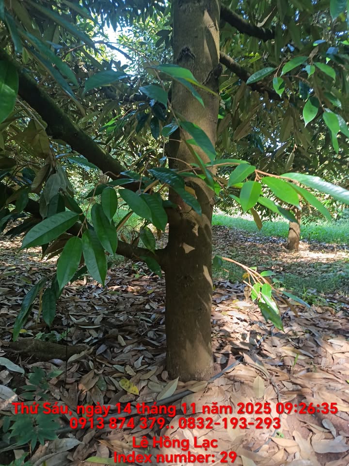 Đất nền 1.5ha tại KCN Thanh Phú, Bình Long - Giá chỉ 5.4 tỷ, thương lượng ngay!