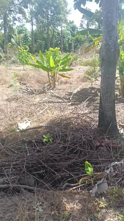 Đất nền An Thái Đông, Cái Bè 1000m² giá 900 triệu - Đầu tư sinh lời ngay!