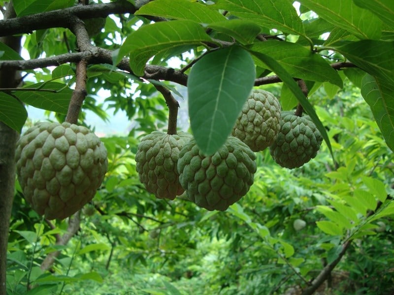 Đất vườn 1200m² tại Thống Nhất, giá chỉ 995 triệu - Cơ hội đầu tư sinh lời cao!