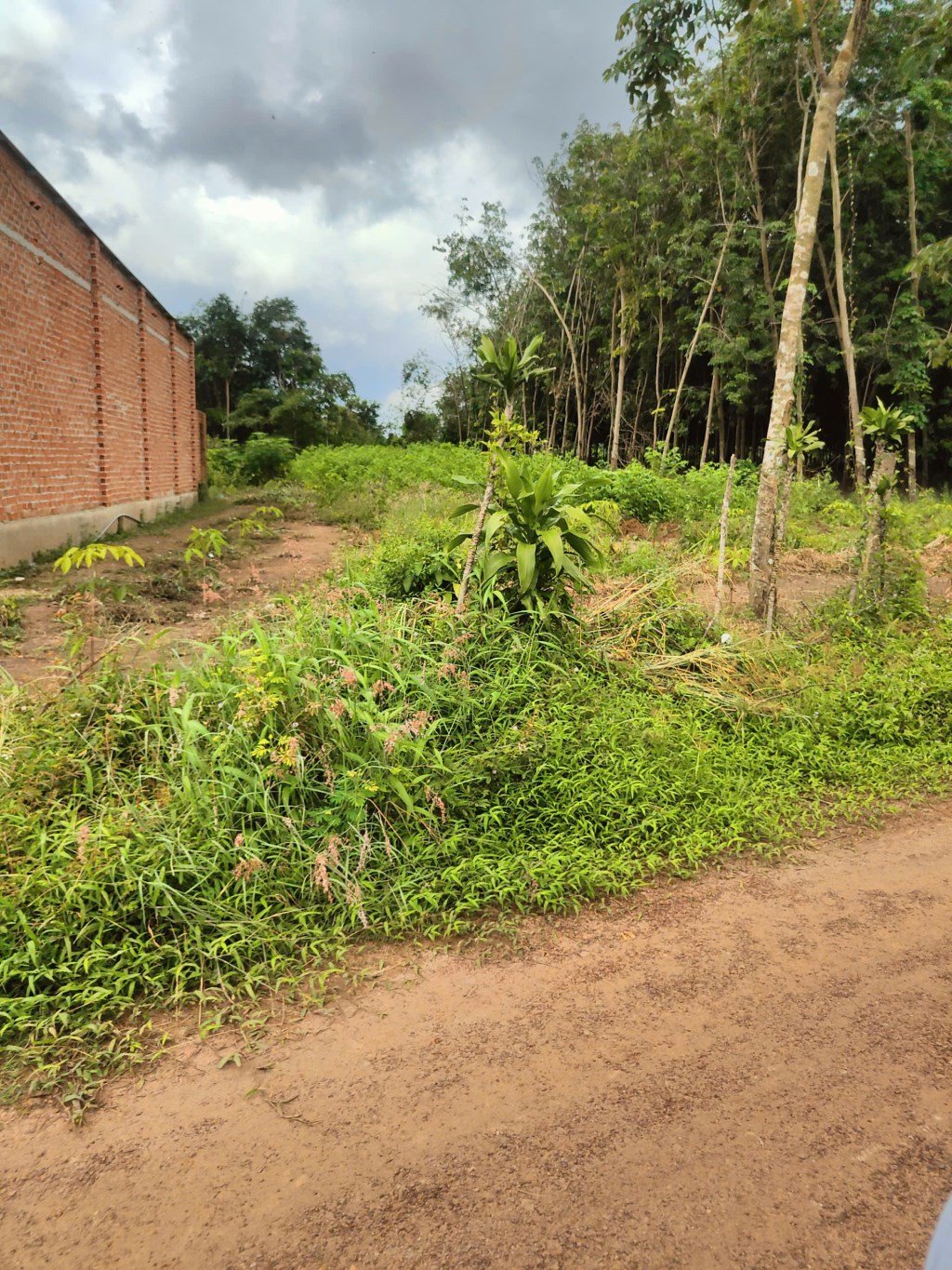 Đất nền Phước Sang, Bình Dương 1455m² giá 795 triệu - Đầu tư tuyệt vời!