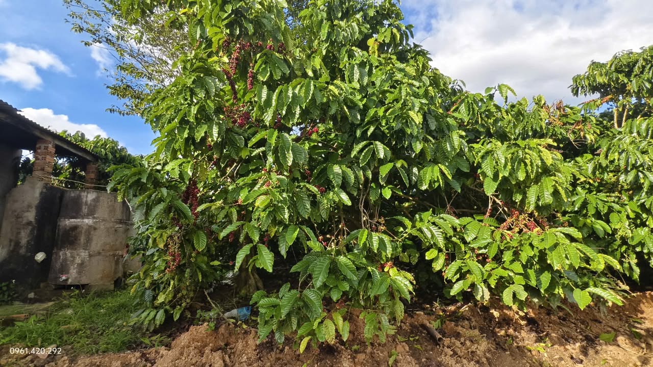 Đất nền 2ha2 tại Thôn Đức Bình, Tân Hà - Giá chỉ 7 tỷ, sổ hồng chính chủ!