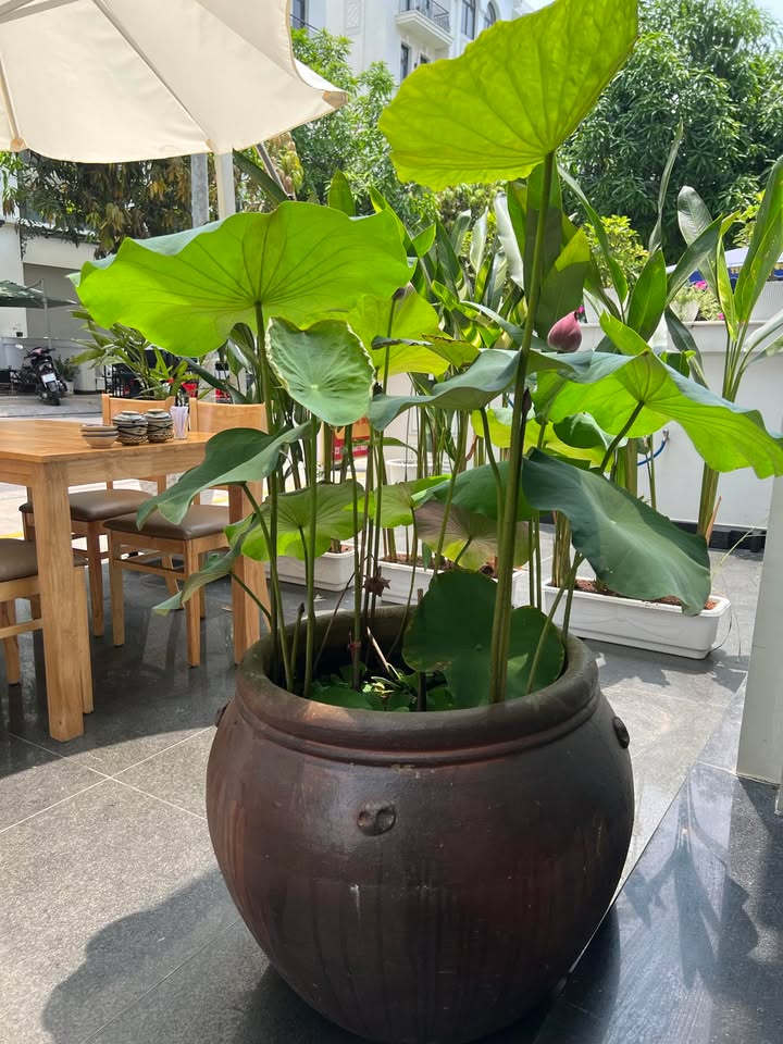 Nhà phố Manhattan Vinhomes Grand Park 162m² giá 26 tỷ - Vị trí đắc địa, hàng hiếm!