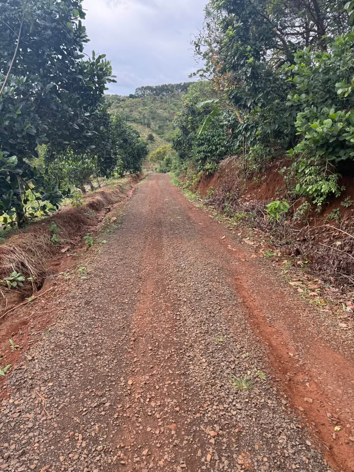 Đất nền Đắk Sin 10.640m² giá 280 triệu - Vị trí thuận lợi, sổ đỏ chính chủ!