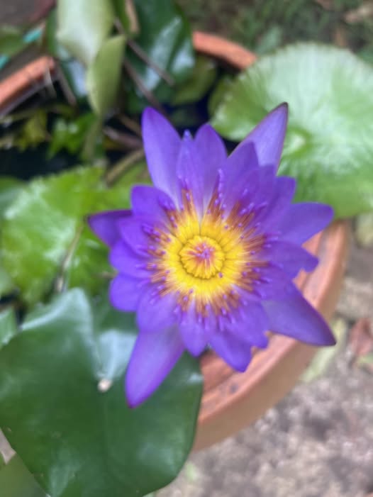 Đất thổ cư Phú Lộc - 300m² giá 1.9 tỷ - Đầu tư sinh lời ngay!