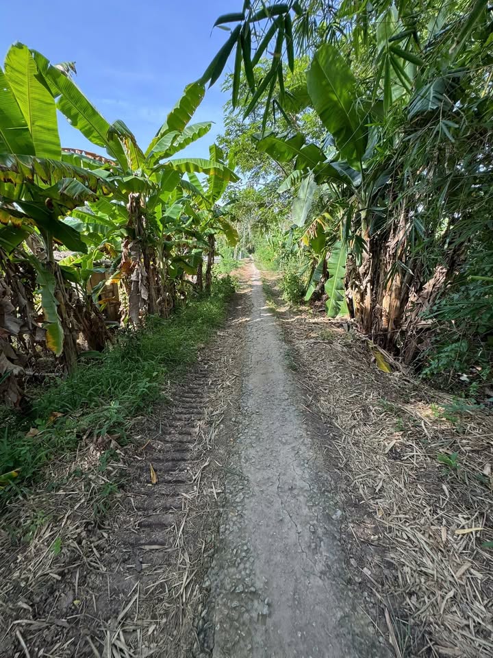 Đất vườn 1334m² tại Phường Long Phú, An Giang giá chỉ 667 triệu - Cơ hội đầu tư hấp dẫn!