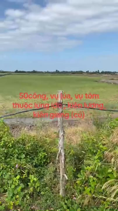 Đất làm lúa 50m² xã Kiên Bình, Kiên Lương - Giá 900 triệu, vị trí đẹp!