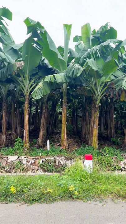 Đất nền 1000m² tại xã Nghĩa Thành, Bà Rịa - Vũng Tàu giá chỉ 1,5 triệu/m² - Đầu tư sinh lời ngay!