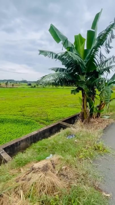 Đất nền Tam Long, Bà Rịa 4753m² giá 1.79 tỷ - Tiềm năng phát triển mạnh!