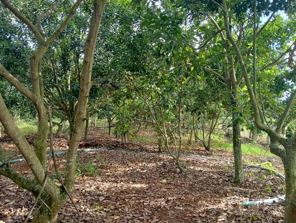 Đất nền Đông Thanh Lâm Hà 1800m² giá 2.5 tỷ - Bán gấp chính chủ!