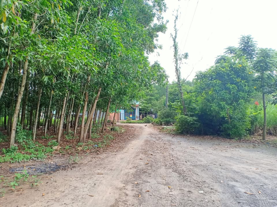 Đất chính chủ tại xã Hưng Thịnh, Trảng Bom, Đồng Nai 2000m² - Thích hợp xây nhà vườn!