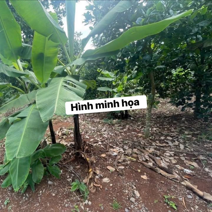 Đất nền 1,7 sào mặt tiền đường tại Gia Kiệm, Thống Nhất - Giá chỉ 1.15 tỷ!