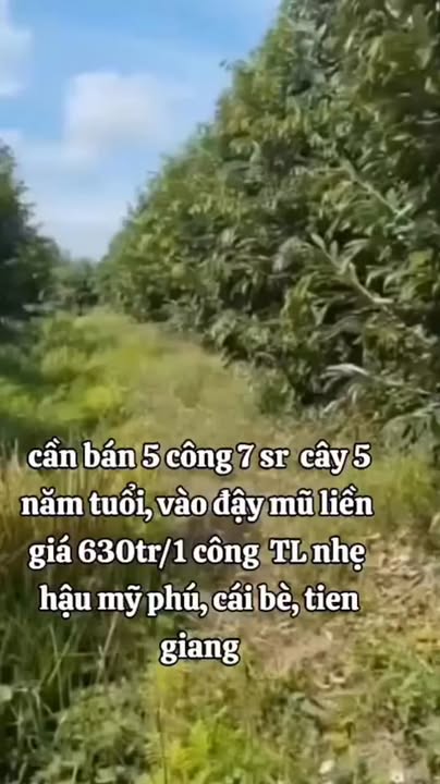 Farm Hậu Mỹ Phú, Cái Bè 5700m² giá 3.591 tỷ - Đất cao ráo, sầu riêng tươi tốt!