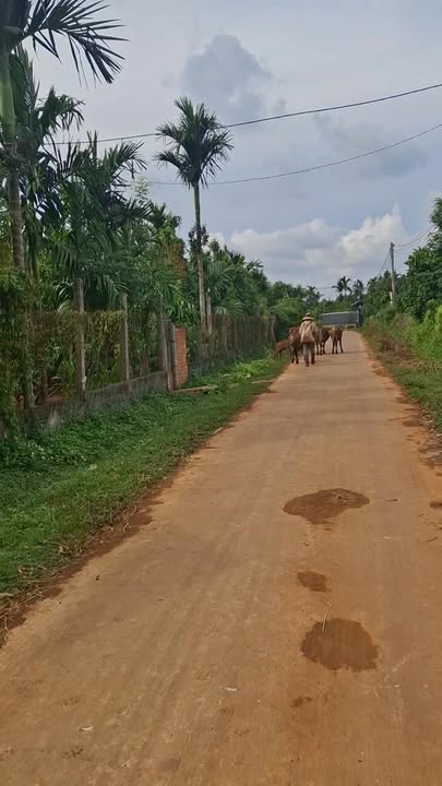 Đất Farm Hòa Đông, Krông Pắc 3200m² giá 2.2 tỷ - Sổ hồng chính chủ!