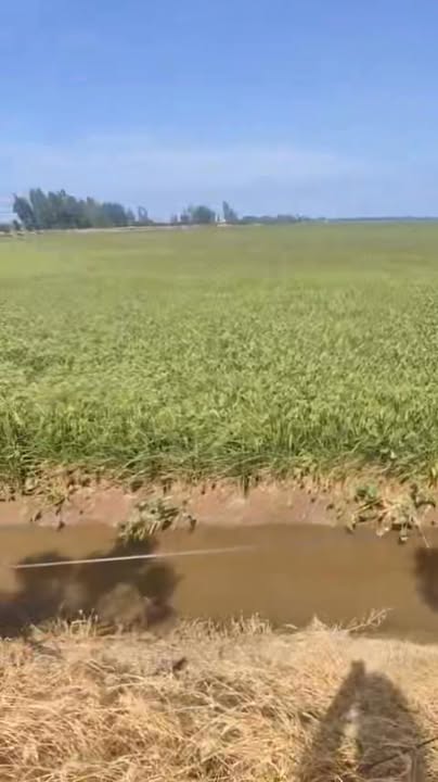 Đất nông nghiệp Vĩnh Châu A, Tân Hưng, Long An 100.000m² giá 12 tỷ - Đầu tư sinh lời ngay!