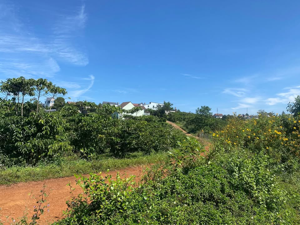 Đất nền Bảo Lộc 4800m² giá 8.5 tỷ - Đầu tư sinh lời ngay