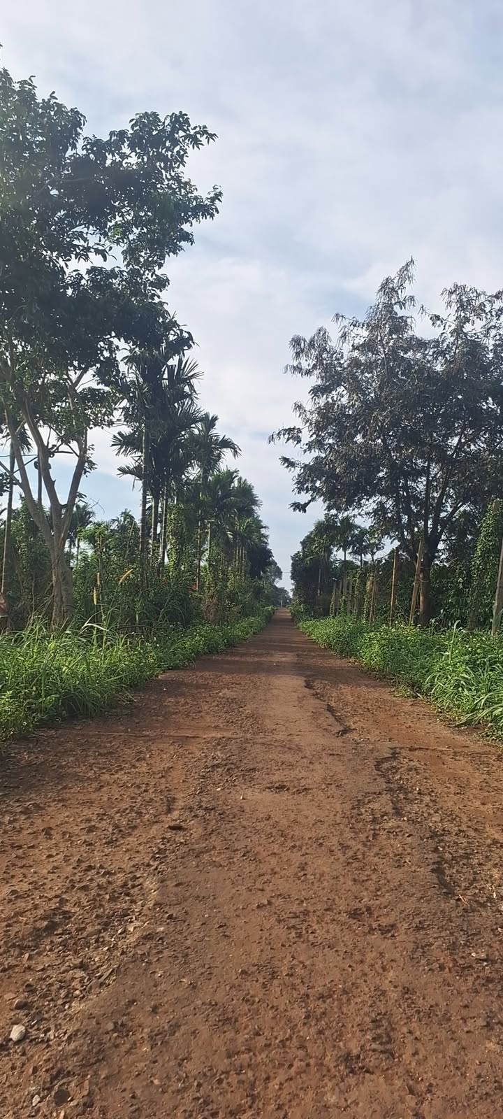 Đất nền Phú Xuân Krông Năng 1050m² giá 81 triệu - Cơ hội đầu tư lý tưởng!