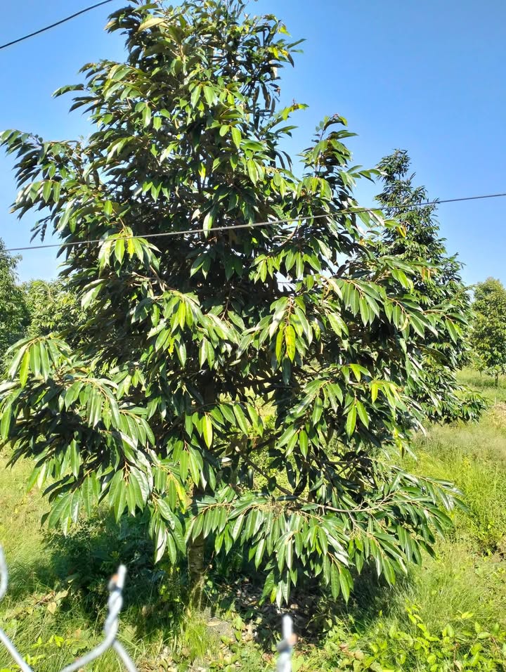 Đất trồng sầu riêng tháng 8 Hiệp Đức 800m² giá 800 triệu - Cơ hội đầu tư tuyệt vời!