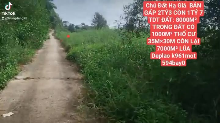 Đất thổ cư 1000m² xã Bắc Hòa, Tân Thạnh - Giá chỉ 1.7 tỷ VND