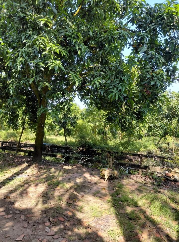 Đất vườn xoài Tân Thuận Tây 2000m² giá 1 tỷ - Cơ hội đầu tư hấp dẫn!