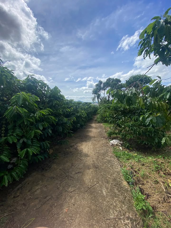 Đất nền Nam Ban Lâm Hà 1682m² - Sổ đỏ chính chủ, cơ hội đầu tư hấp dẫn!