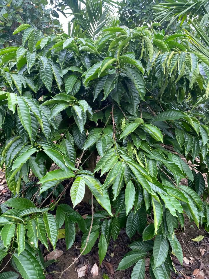 Đất nông nghiệp Tam Giang 360m² giá 210 triệu - Cơ hội đầu tư tuyệt vời!