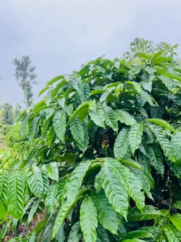 Đất nền Cư M'gar Đắk Lắk 21600m² giá 1.599 tỷ - Cần bán gấp!