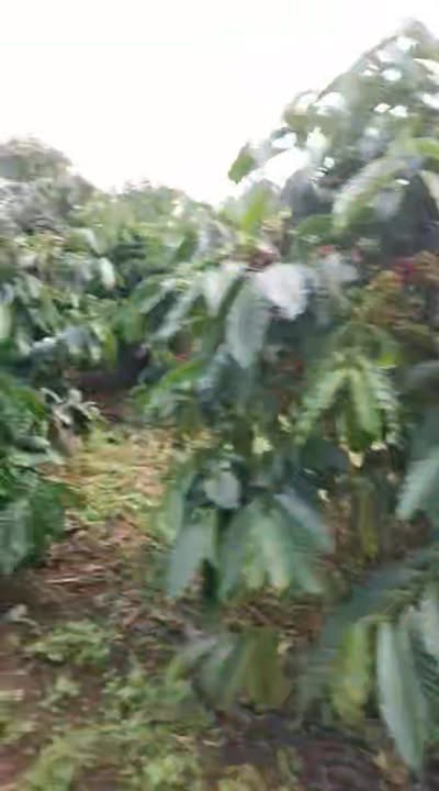 Đất vườn Ea Khăl 3600m² chỉ 200 triệu - Cơ hội đầu tư sinh lời!