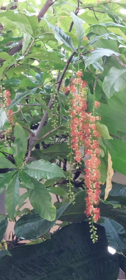 Đất nền chính chủ Hẻm 28 Nguyễn Gia Thiều, 60m² giá 450 triệu - Cơ hội đầu tư hấp dẫn!