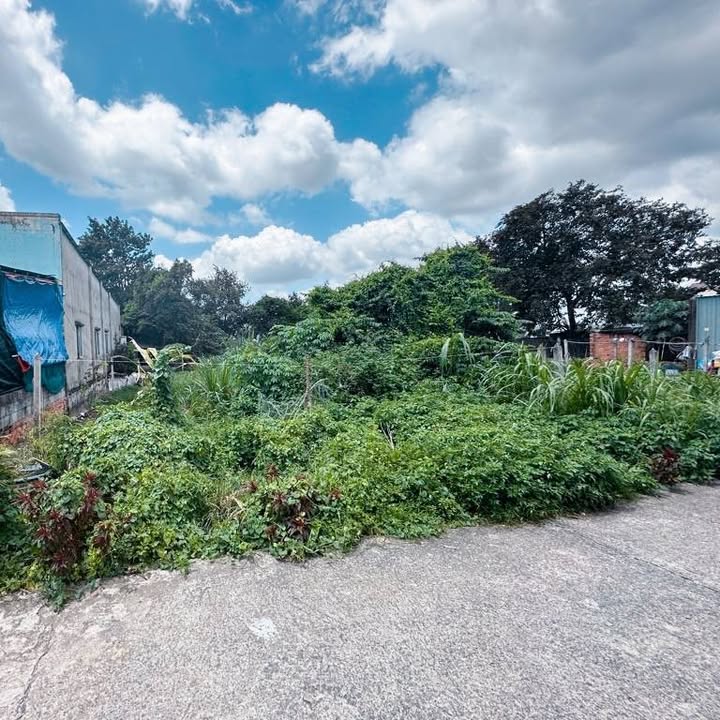 Đất nền Tân Thông Hội 250m² giá 4.2 tỷ - Đầu tư sinh lời ngay!