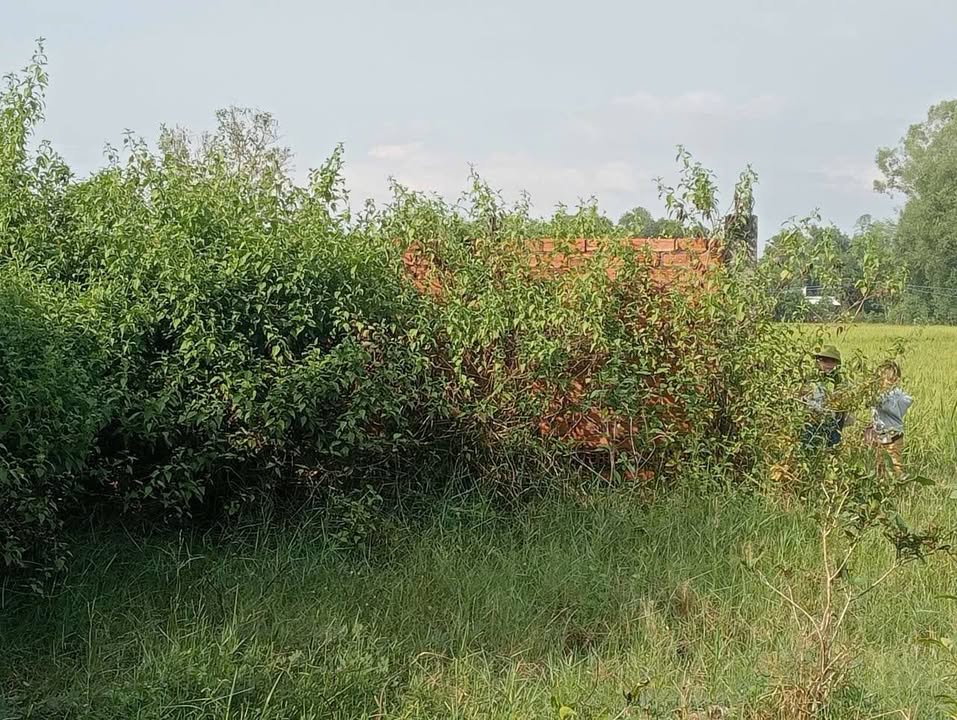 Đất nền Hiệp Hòa, Đức Hòa, Long An 217m² giá 250 triệu - Đầu tư sinh lời ngay!