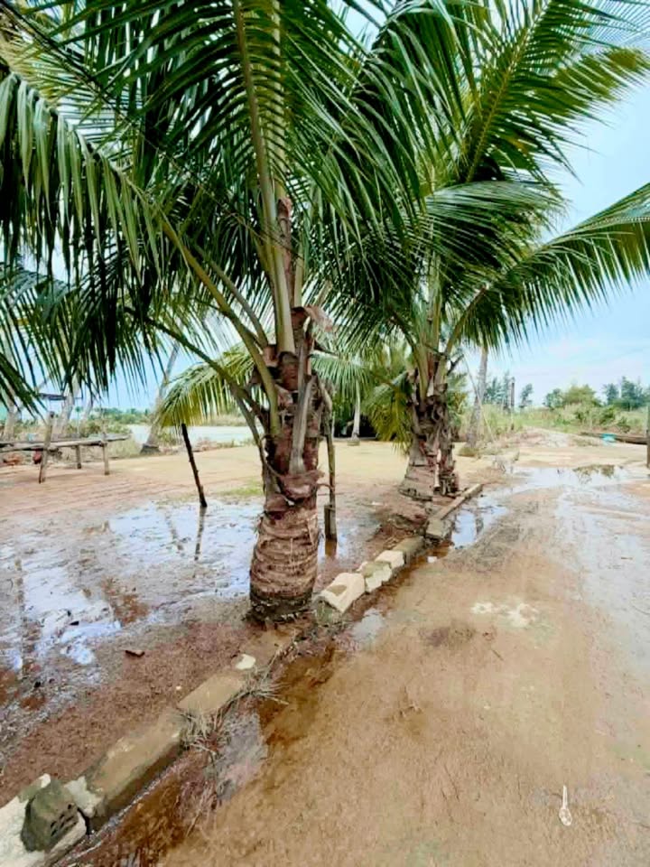 Đất nền Duy Vinh - Duy Xuyên - Quảng Nam 124m² giá 600 triệu - View dừa và sông tuyệt đẹp!