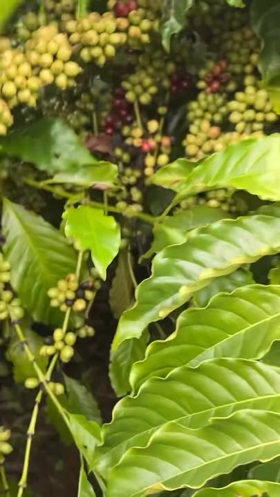 Đất nền Phú Sơn Lâm Hà 10000m² giá 5 tỷ - Đầu tư sinh lời ngay!